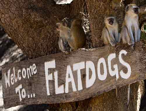 Flatdogs Camp - South Luangwa Zambia