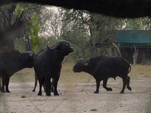 Bomani Safari Camp - Hwange Zimbabwe