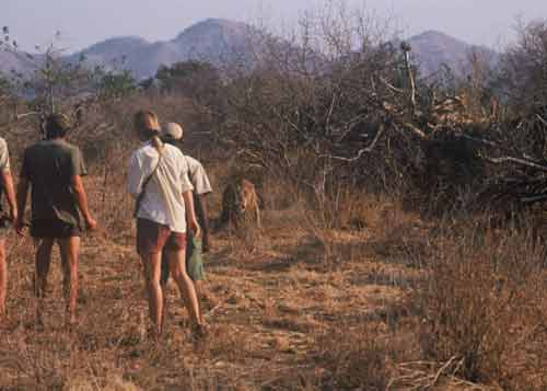 Chitake trail - Mana Pools Zimbabwe