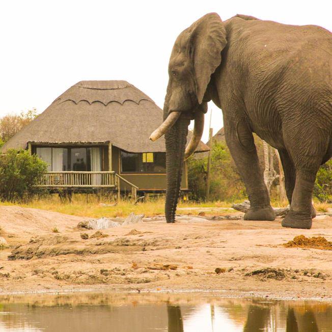 Nehimba Camp - Hwange Zimbabwe