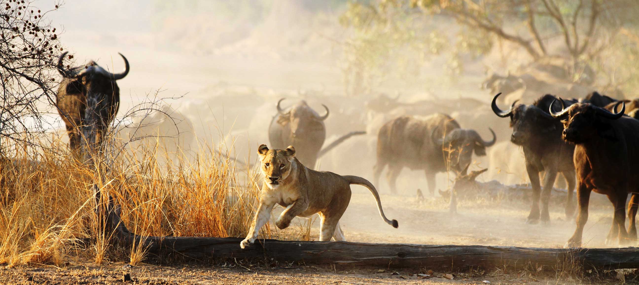 North Luangwa National Park Zambia