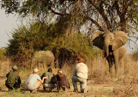 South Luangwa Norman Carr Safaris