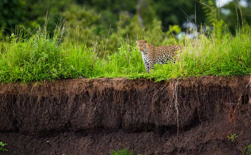 Green season safari Green season safari
