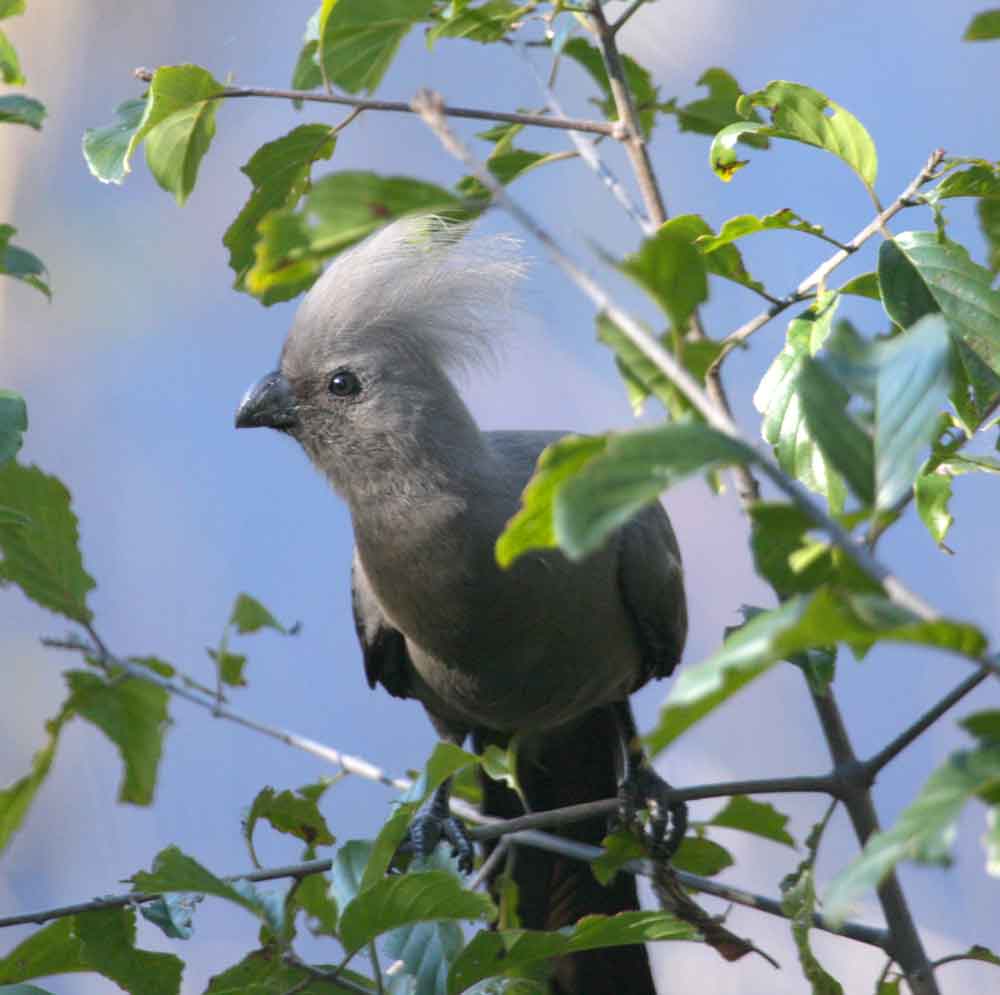 Nkhotakota Game Reserve Malawi