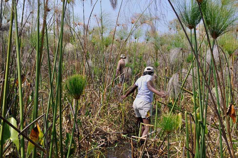 Bangweulu Moerassen Zambia