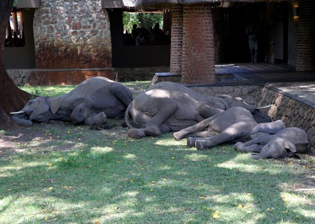 Mfuwe sectie - South Luangwa South Luangwa National Park Zambia