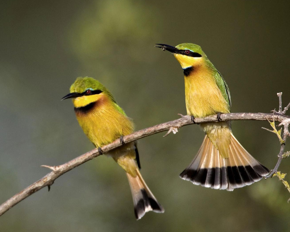 Mfuwe sectie - South Luangwa South Luangwa National Park Zambia