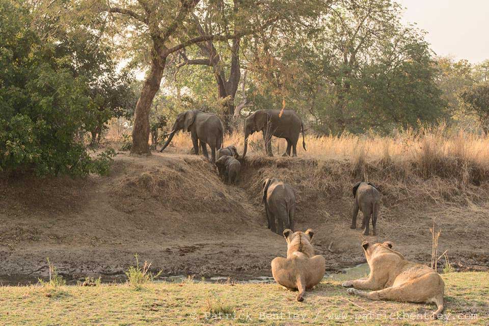 Nsefu sectie - South Luangwa South Luangwa National Park Zambia