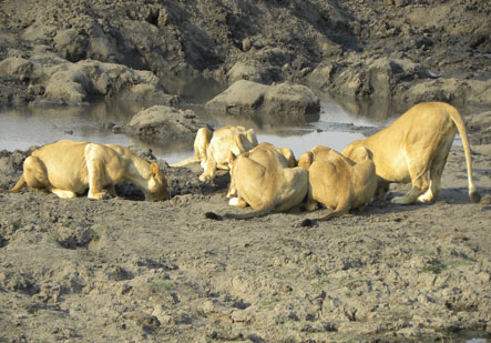 Chobe National Park Botswana