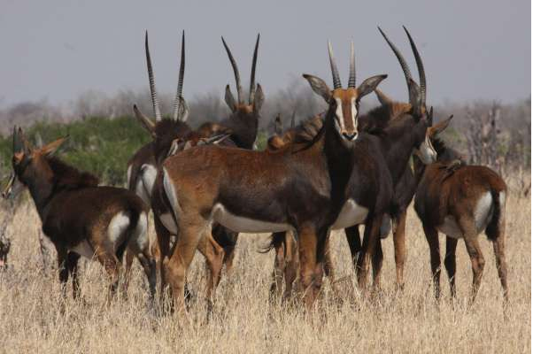 Zimbabwe Hwange National Park