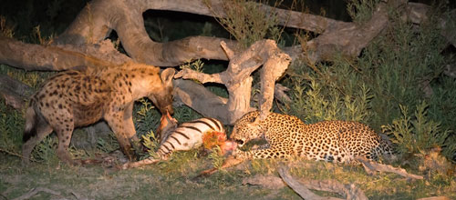 Linyanti en Savuti regio in Chobe NP