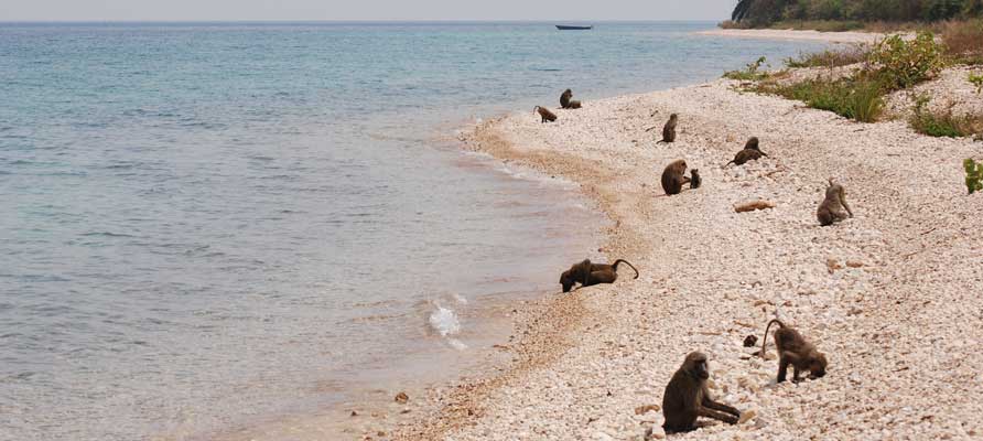 Mahale Mountains - Chimpansee king Tanzania