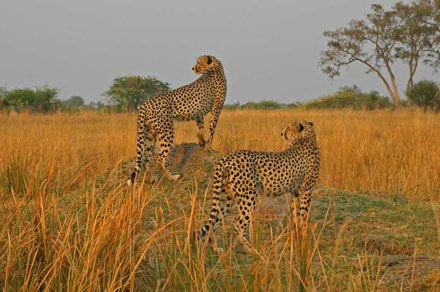 Okavango Delta & Moremi Okavango Delta Moremi Botswana