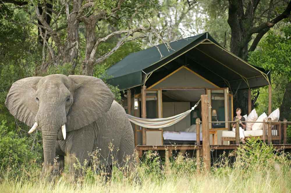 Chief's Camp - Okavango Okavango Delta Moremi Botswana