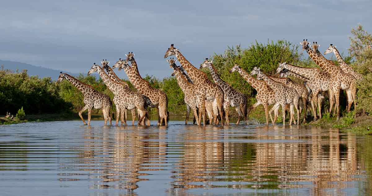 Selous safari Tanzania