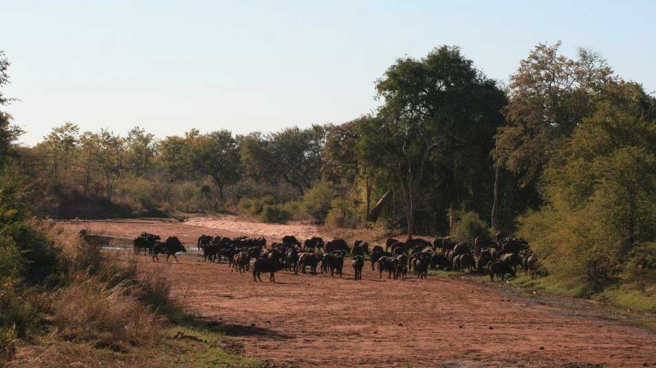 Zimbabwe Matusadona National Park Matusadona National Park Zimbabwe